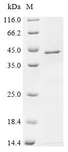 Recombinant Human Synaptophysin (SYP) Protein, Homo sapiens (Human), in vitro E.coli expression system, N-terminal 10xHis-tagged, 39.9kDa, purity >85% as determined by SDS-PAGE.