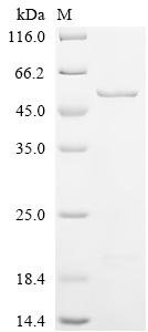 Recombinant Saccharomyces cerevisiae NADPH-dependent methylglyoxal reductase GRE2 (GRE2), Saccharomyces cerevisiae (strain ATCC 204508 / S288c) (Baker's yeast), E.coli, N-terminal 6xHis-SUMO-tagged, 51.1kDa, purity >85% as determined by SDS-PAGE.