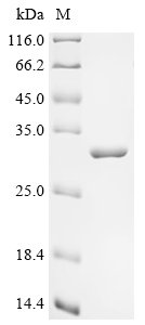 Recombinant Francisella tularensis subsp. tularensis 60 kDa chaperonin (groEL), partial, Francisella tularensis subsp. tularensis (strain WY96-3418), E.coli, N-terminal 10xHis-tagged and C-terminal Myc-tagged, 28.7kDa, purity >95% as determined by SDS-PAGE.