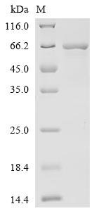 Recombinant Klebsiella pneumoniae subsp. pneumoniae Chaperonin GroEL (groEL), Klebsiella pneumoniae subsp. pneumoniae (strain ATCC 700721 / MGH 78578), E.coli, N-terminal 10xHis-tagged and C-terminal Myc-tagged, 62.3kDa, purity >90% as determined by SDS-PAGE.