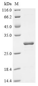 Recombinant Rickettsia rickettsii Chaperonin GroEL (groEL), partial