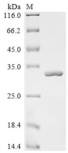 Recombinant Lactobacillus casei 60 kDa chaperonin (groL), partial