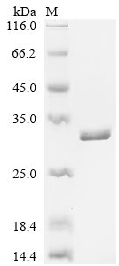 Recombinant Lactobacillus casei 60 kDa chaperonin (groL), partial