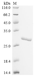 Recombinant Lactobacillus delbrueckii subsp. bulgaricus 60 kDa chaperonin (groL), partial