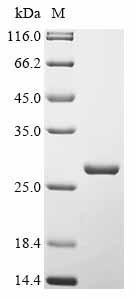 Recombinant Mouse Gasdermin-A3 (Gsdma3), partial, Mus musculus (Mouse), E.coli, N-terminal 6xHis-tagged, 26.6kDa, purity >90% as determined by SDS-PAGE.