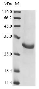 Recombinant Mouse Gasdermin-D (Gsdmd), partial, Mus musculus (Mouse), E.coli, N-terminal 10xHis-tagged and C-terminal Myc-tagged, 30.4kDa, purity >90% as determined by SDS-PAGE.