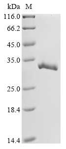 Recombinant Mouse Glutathione S-transferase Mu 3 (Gstm3)