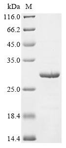 Recombinant Streptococcus mutans serotype c Glucosyltransferase-SI (gtfC), partial