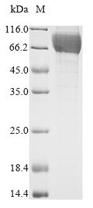 Recombinant Rat Heat-stable enterotoxin receptor (Gucy2c), partial