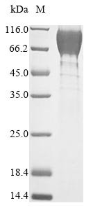Recombinant Mouse Heat-stable enterotoxin receptor (Gucy2c), partial