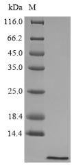 Recombinant Larimichthys crocea Hepcidin (hamp)