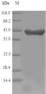 Recombinant Mouse 2-Hydroxyacid oxidase 1 (Hao1), Mus musculus (Mouse), E.coli, N-terminal 6xHis-tagged, 45.0kDa, purity >90% as determined by SDS-PAGE.