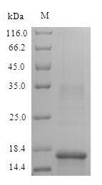 Recombinant Mouse Hemoglobin subunit alpha (Hba)