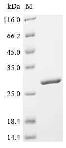 Recombinant Pseudomonas aeruginosa Protein hcp1 (hcp1)