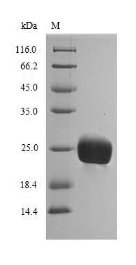 Recombinant Hevea brasiliensis Pro-hevein (HEV1)