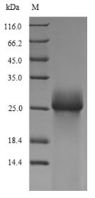 Recombinant Trichoderma reesei Hydrophobin-2 (hfb2)