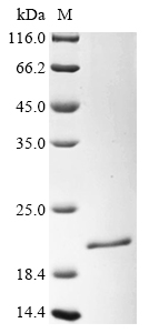 Recombinant Escherichia coli RNA-binding protein Hfq (hfq)