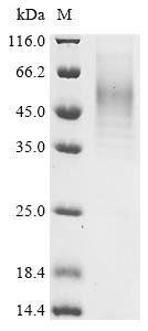 Recombinant Staphylococcus aureus Alpha-hemolysin (hly), Staphylococcus aureus, Yeast, Tag-Free, 34.0kDa, purity >90% as determined by SDS-PAGE.