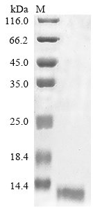 Recombinant Methanothermus fervidus DNA-binding protein HMf-2 (hmfB)