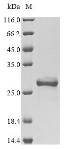 Recombinant Mouse High mobility group protein B1 (Hmgb1), partial
