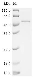 Recombinant Mouse Hydroxymethylglutaryl-CoA synthase, mitochondrial (Hmgcs2)
