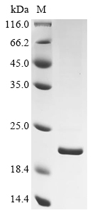 Recombinant Helicobacter pylori Hp M6 HopQ (HPHPM6_1056)
