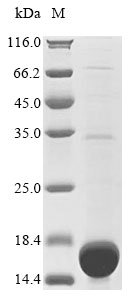 Recombinant Rat Heparanase (Hpse), partial, Rattus norvegicus (Rat), E.coli, N-terminal 10xHis-tagged and C-terminal Myc-tagged, 15.8kDa, purity >90% as determined by SDS-PAGE.