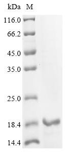 Recombinant Gorilla gorilla gorilla Histamine H2 receptor (HRH2), partial