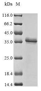 Recombinant Mouse 17-beta-hydroxysteroid dehydrogenase 13 (Hsd17b13)