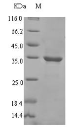 Recombinant Pisum sativum 18.1KDA class I heat shock protein (HSP18.1)