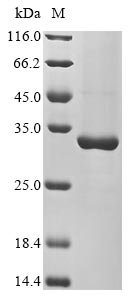 Recombinant Arabidopsis thaliana Heat shock protein 21, chloroplastic (HSP21)