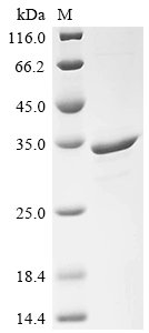 Recombinant Saccharomyces cerevisiae Heat shock protein 60, mitochondrial (HSP60), partial