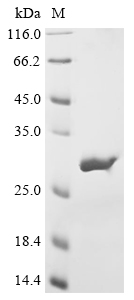 Recombinant Aspergillus fumigatus Heat shock protein 90 (hsp90), partial, Aspergillus fumigatus (strain ATCC MYA-4609 / CBS 101355 / FGSC A1100 / Af293) (Neosartorya fumigata), E.coli, N-terminal 6xHis-tagged, 27.6kDa, purity >90% as determined by SDS-PAGE.