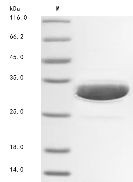 Recombinant Danio rerio Heat shock protein HSP 90-alpha 1 (hsp90a.1), partial