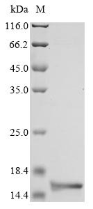 Recombinant Neisseria meningitidis serogroup B DNA-binding protein HU-beta (hupB)