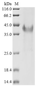 Recombinant Candida albicans Hyphal wall protein 1 (HWP1), partial