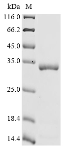 Recombinant Saccharomyces cerevisiae Isoamyl acetate-hydrolyzing esterase (IAH1)