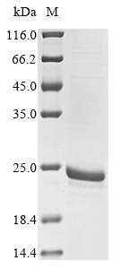 Recombinant Yersinia pestis bv. Antiqua Small heat shock protein ibpA (ibpA), Yersinia pestis bv. Antiqua (strain Nepal516), E.coli, N-terminal 6xHis-tagged, 21.6kDa, purity >85% as determined by SDS-PAGE.