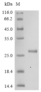 Recombinant Mouse Interferon-activable protein 204 (Ifi204), partial