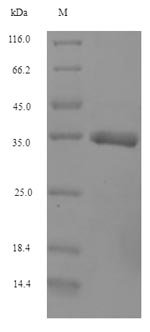 Recombinant Bovine Interferon alpha-G (IFNAG)