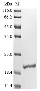 Recombinant Bovine Interferon gamma (IFNG)