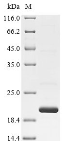 Recombinant Mesocricetus auratus Interferon gamma (IFNG)