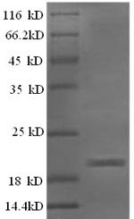 Recombinant Sheep Interferon gamma (IFNG)