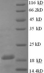Recombinant Guinea Pig Interferon gamma (Ifng), partial, Cavia porcellus (Guinea pig), E.coli, N-terminal 6xHis-tagged, 20.9kDa, purity >90% as determined by SDS-PAGE.