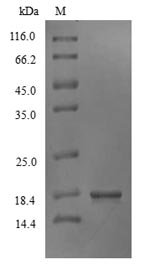 Recombinant Marmota monax Interferon gamma (IFNG)