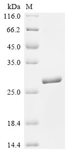 Recombinant Sheep Interferon tau-1 (IFNT1)