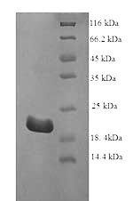 Recombinant Bovine Interferon tau-1 (IFNT1)