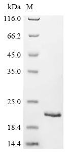 Recombinant Streptococcus pneumoniae Immunoglobulin A1 protease (iga), partial, Streptococcus pneumoniae, E.coli, C-terminal 6xHis-tagged, 16.1kDa, purity >90% as determined by SDS-PAGE.