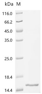 Recombinant Goat Insulin-like growth factor I (IGF1), Capra hircus (Goat), E.coli, N-terminal 10xHis-tagged and C-terminal Myc-tagged, 12.7kDa, purity >95% as determined by SDS-PAGE.