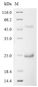 Recombinant Bovine Cation-independent mannose-6-phosphate receptor (IGF2R), partial, Bos taurus (Bovine), E.coli, N-terminal 6xHis-tagged, 22.4kDa, purity >90% as determined by SDS-PAGE.
